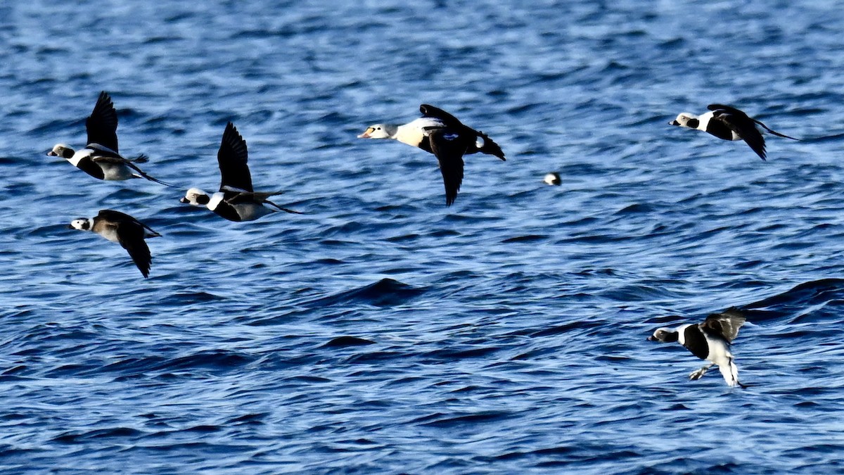 Гага-гребенушка - ML647636371