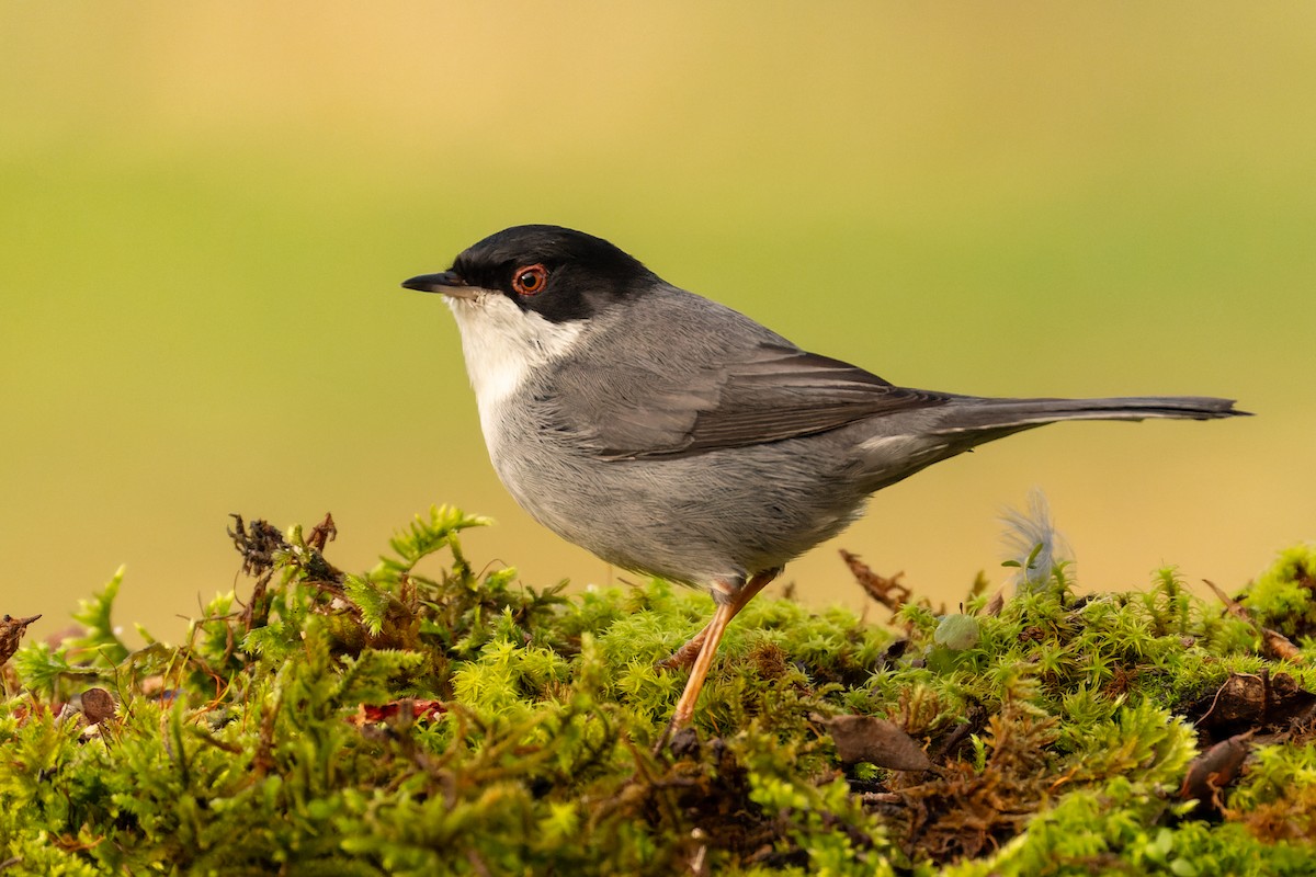 Sardinian Warbler - ML647636374