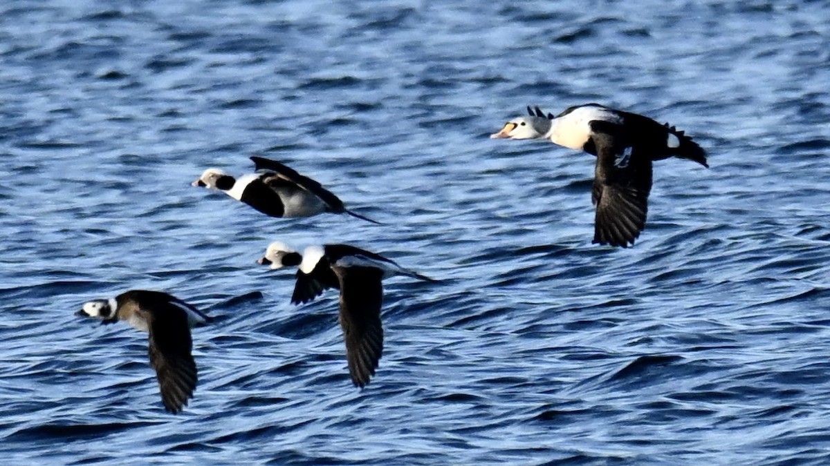 Гага-гребенушка - ML647636376