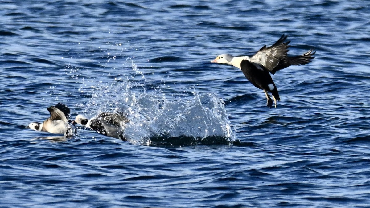 Гага-гребенушка - ML647636378