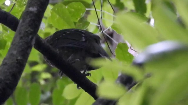 Green Catbird - ML647636405