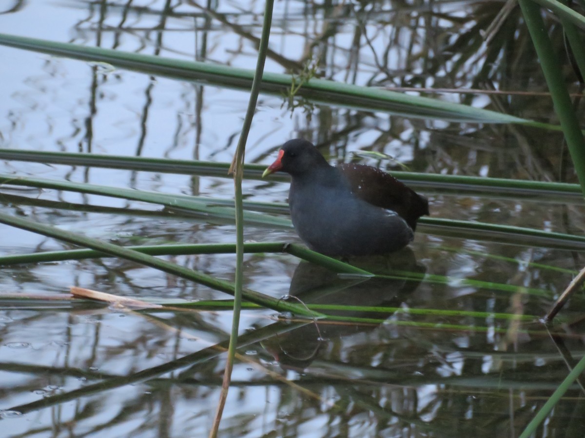 Amerika Sutavuğu - ML647636409