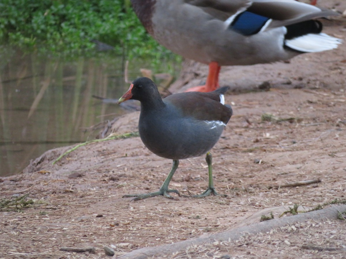 Amerika Sutavuğu - ML647636410