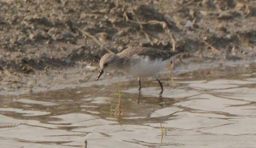 Little Stint - ML647636485