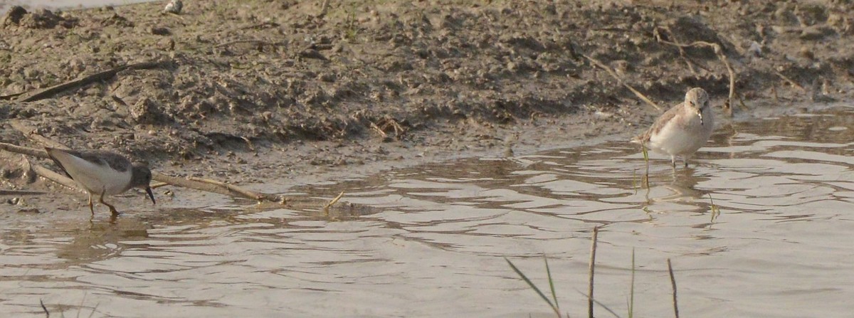 Little Stint - ML647636486