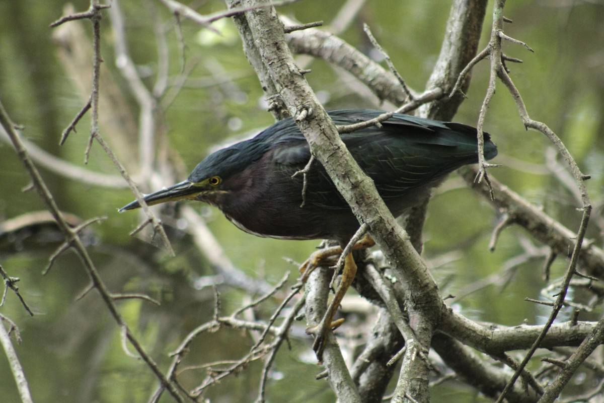 Green Heron - ML647636572