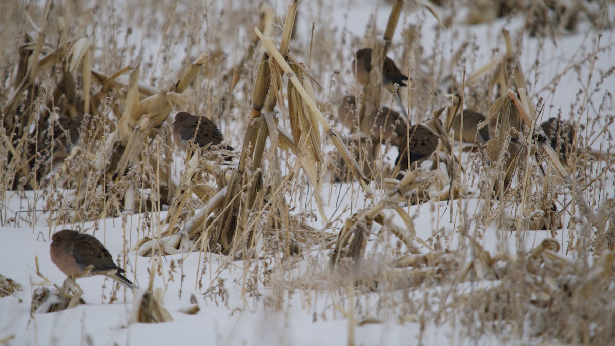 Mourning Dove - ML647636574