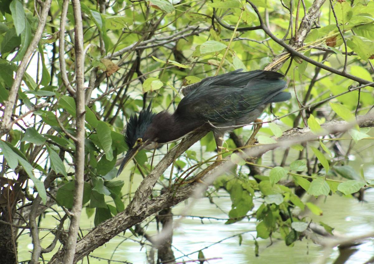 Green Heron - ML647636580