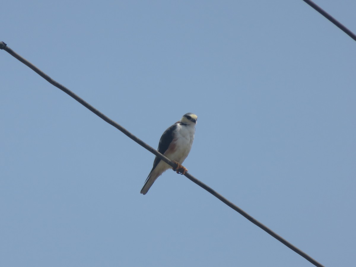 Pearl Kite - ML647636609