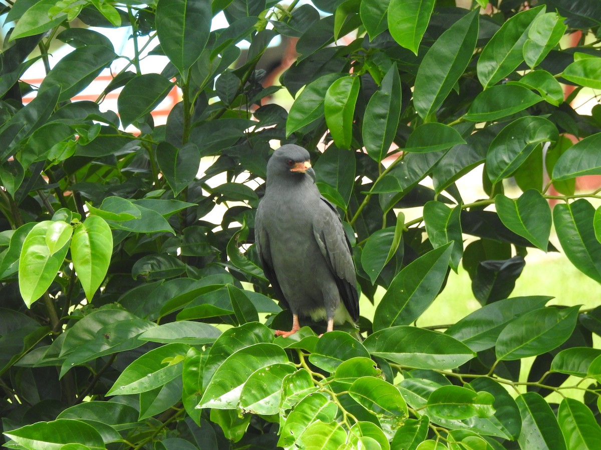 Milan des marais - ML647636646