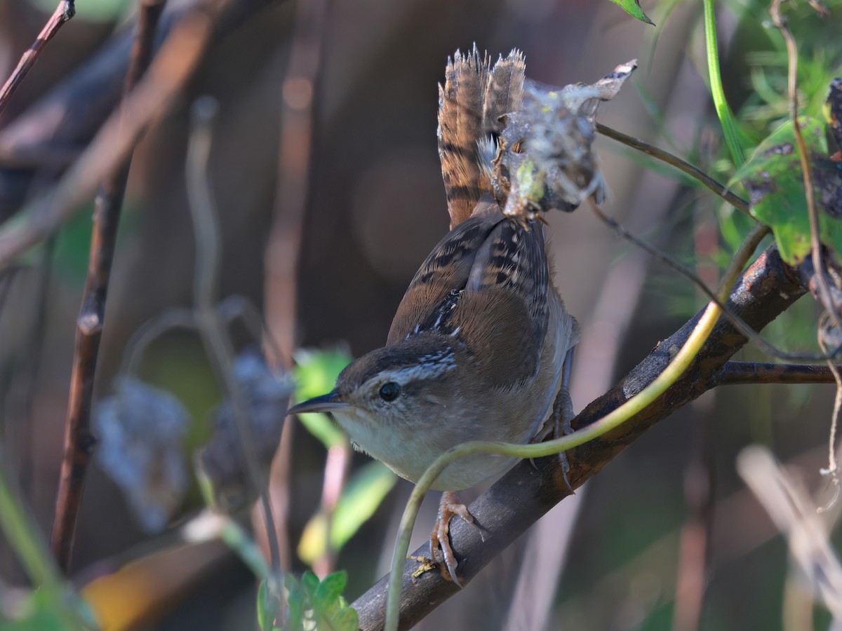 Troglodyte des marais - ML647636648