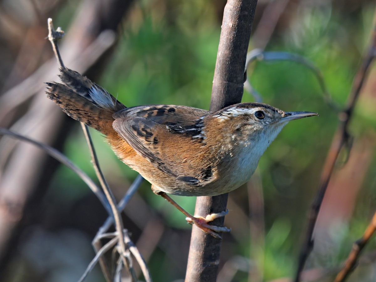 Troglodyte des marais - ML647636649