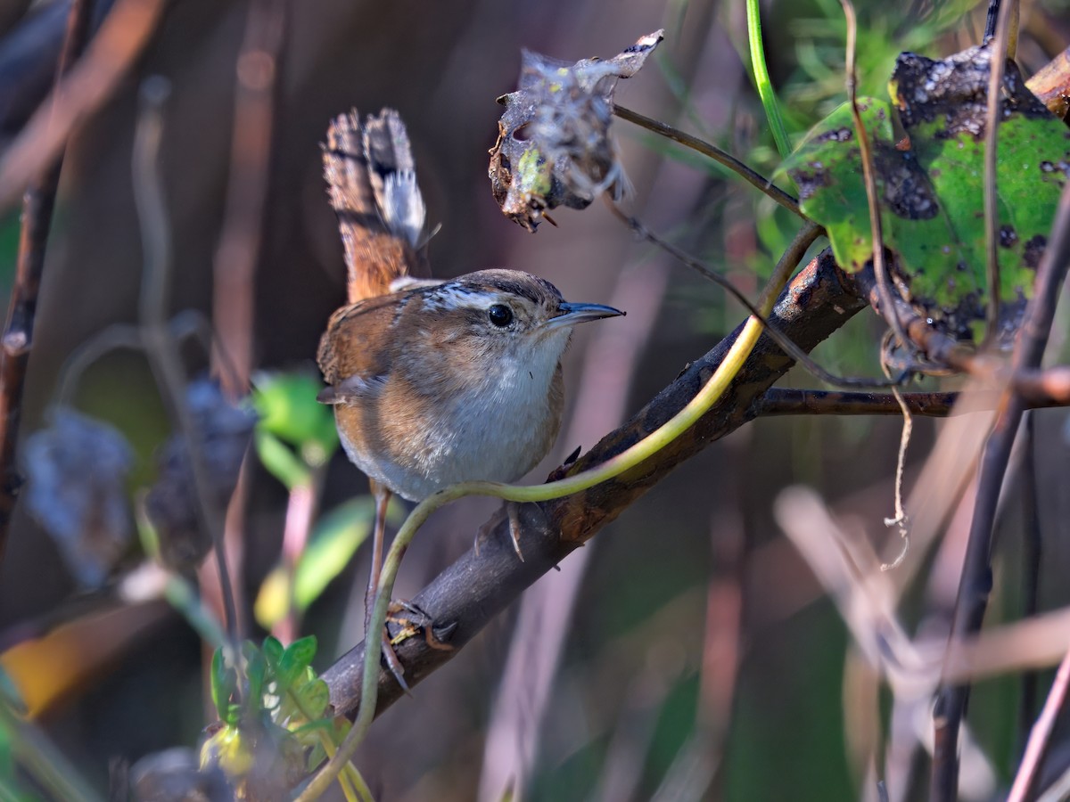 Troglodyte des marais - ML647636650