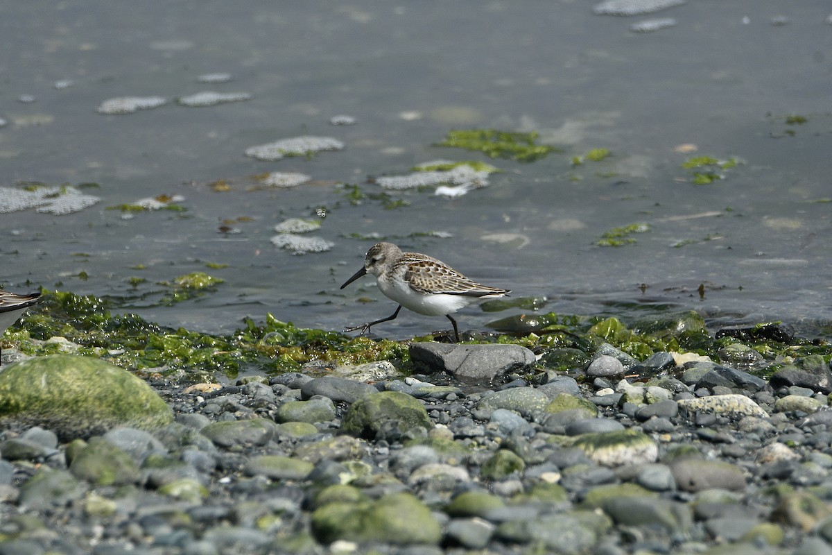 Bécasseau d'Alaska - ML647636652