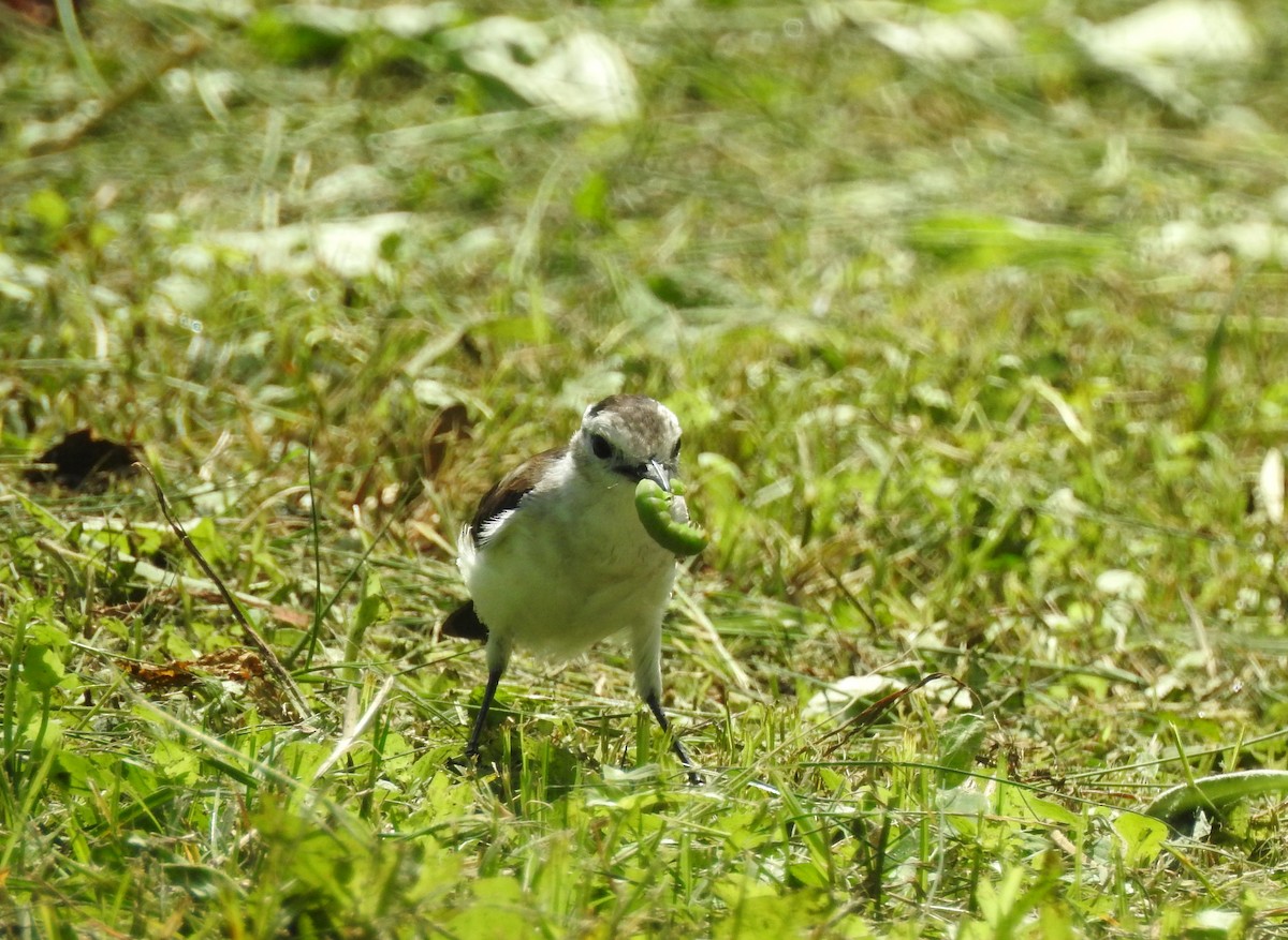 Moucherolle pie - ML647636656