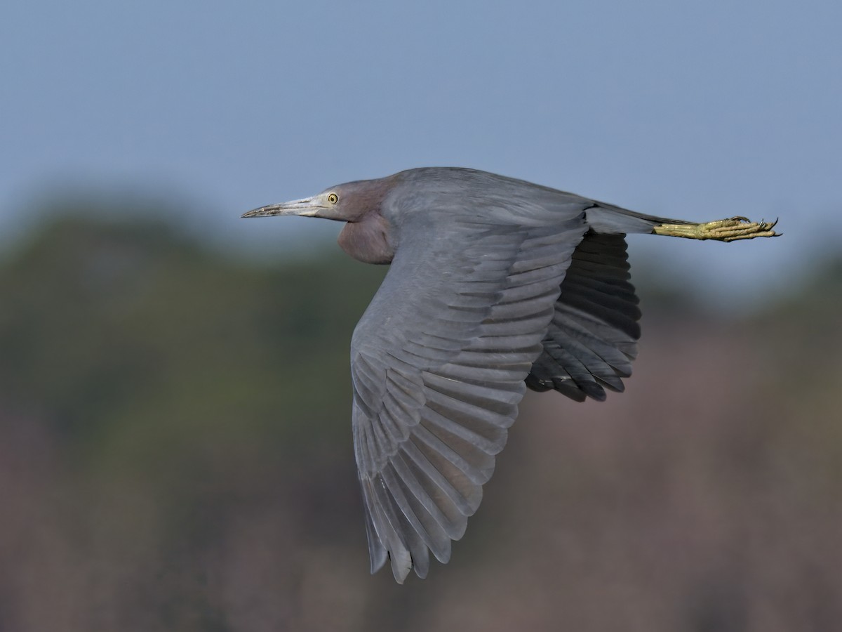 Aigrette bleue - ML647636657