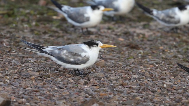 Great Crested Tern - ML647636659