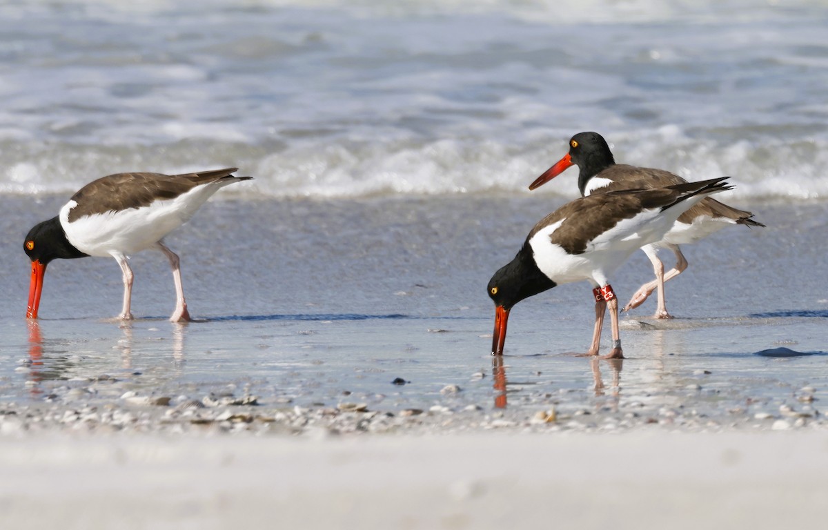 Huîtrier d'Amérique - ML647636660