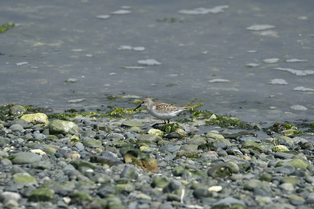 Bécasseau d'Alaska - ML647636661