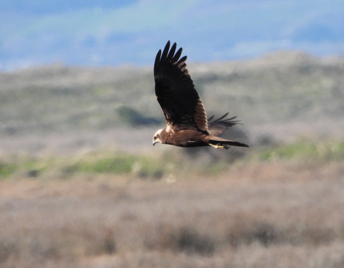 Busard des roseaux - ML647636662