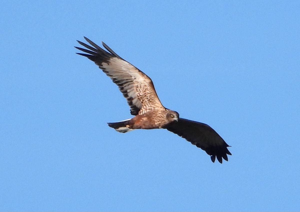 Busard des roseaux - ML647636663