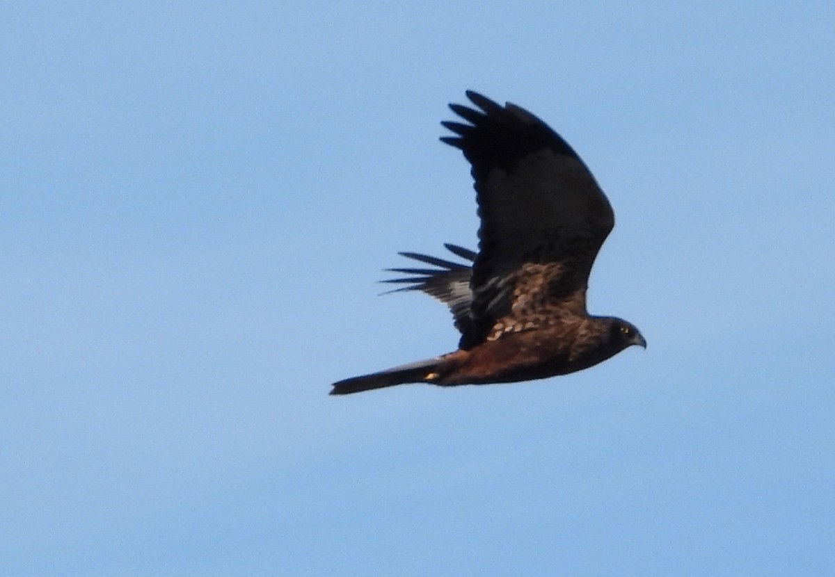 Busard des roseaux - ML647636665