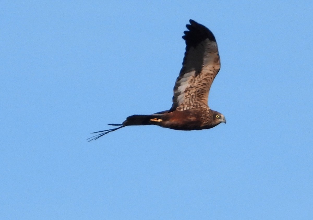 Busard des roseaux - ML647636666