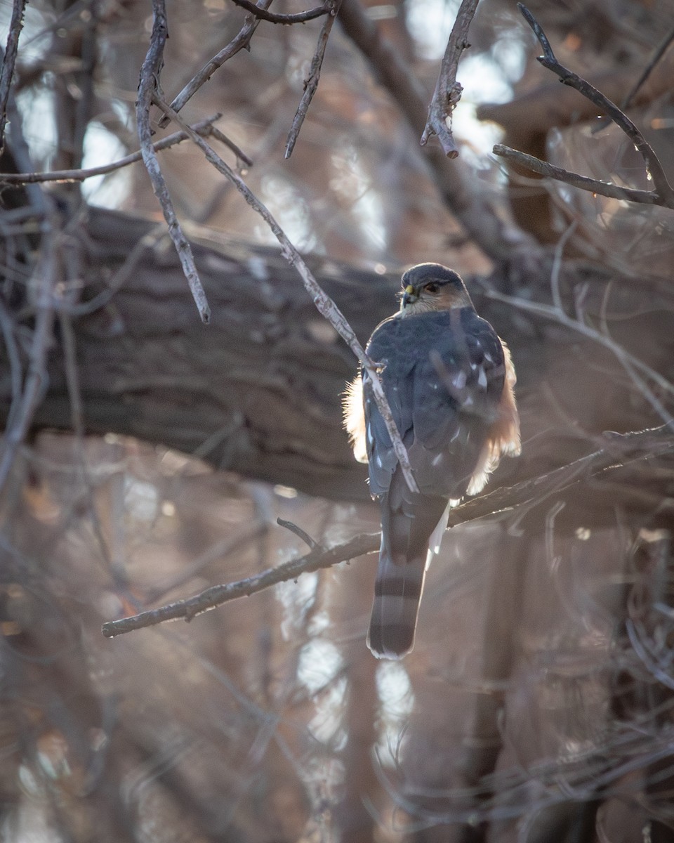 Épervier brun - ML647636667