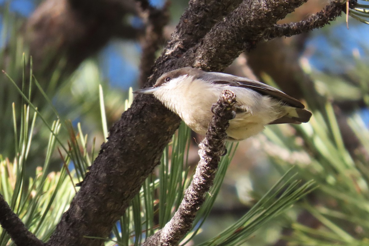 Sittelle pygmée - ML647636668