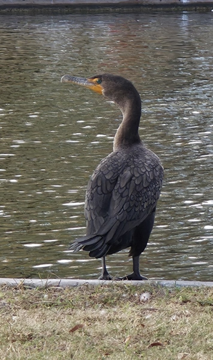 Cormoran à aigrettes - ML647636669