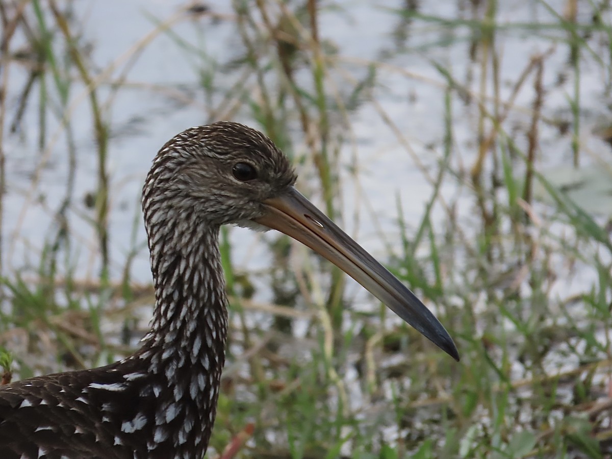 Courlan brun - ML647636670