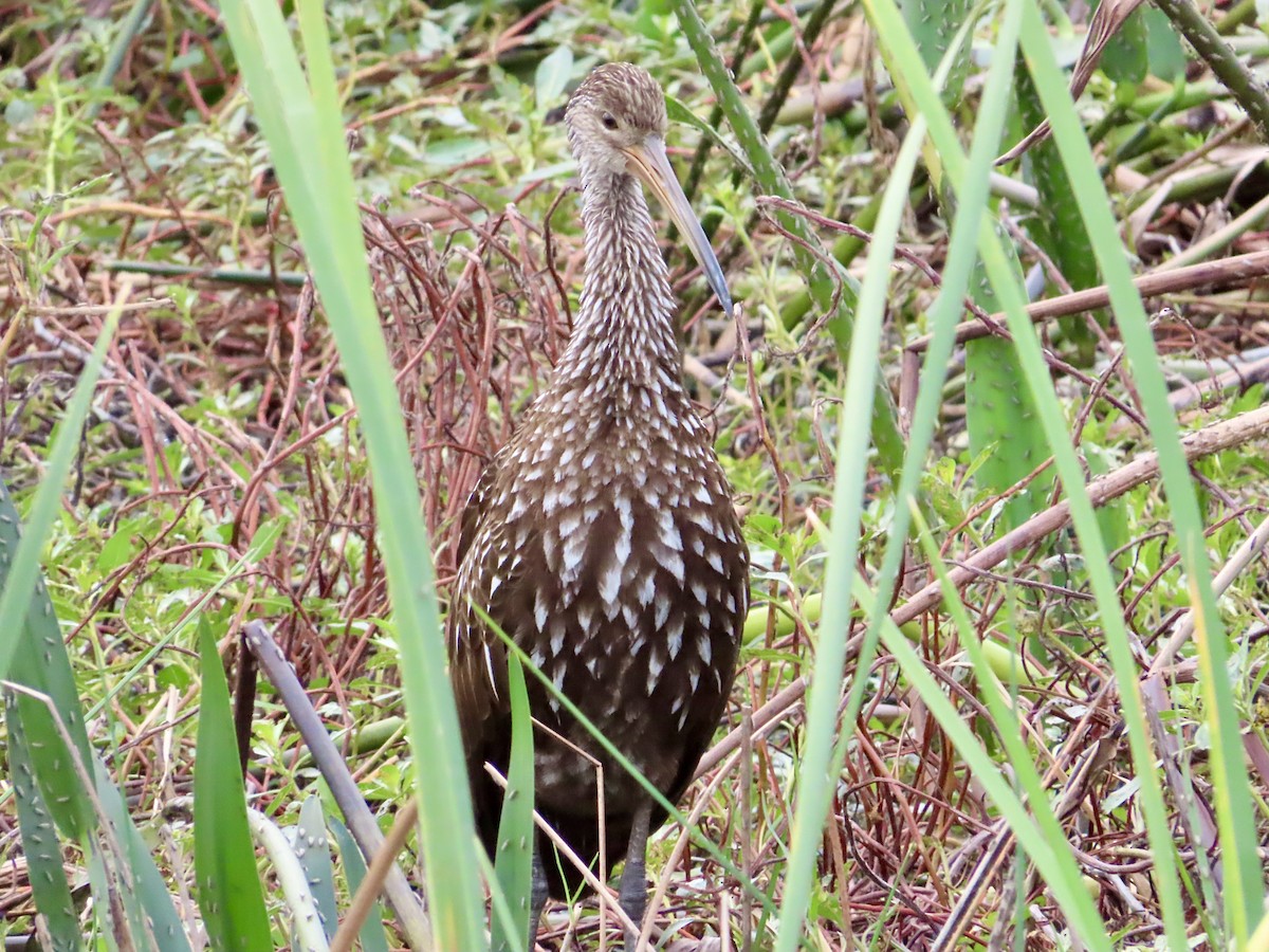 Courlan brun - ML647636671