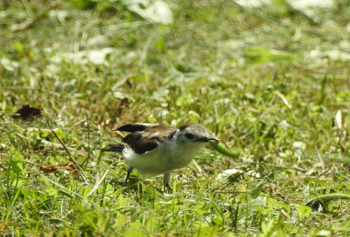 Moucherolle pie - ML647636672