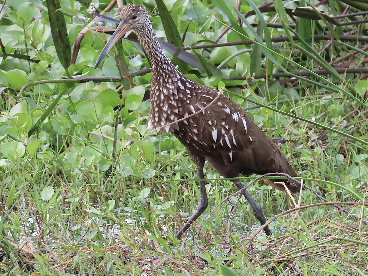 Courlan brun - ML647636673