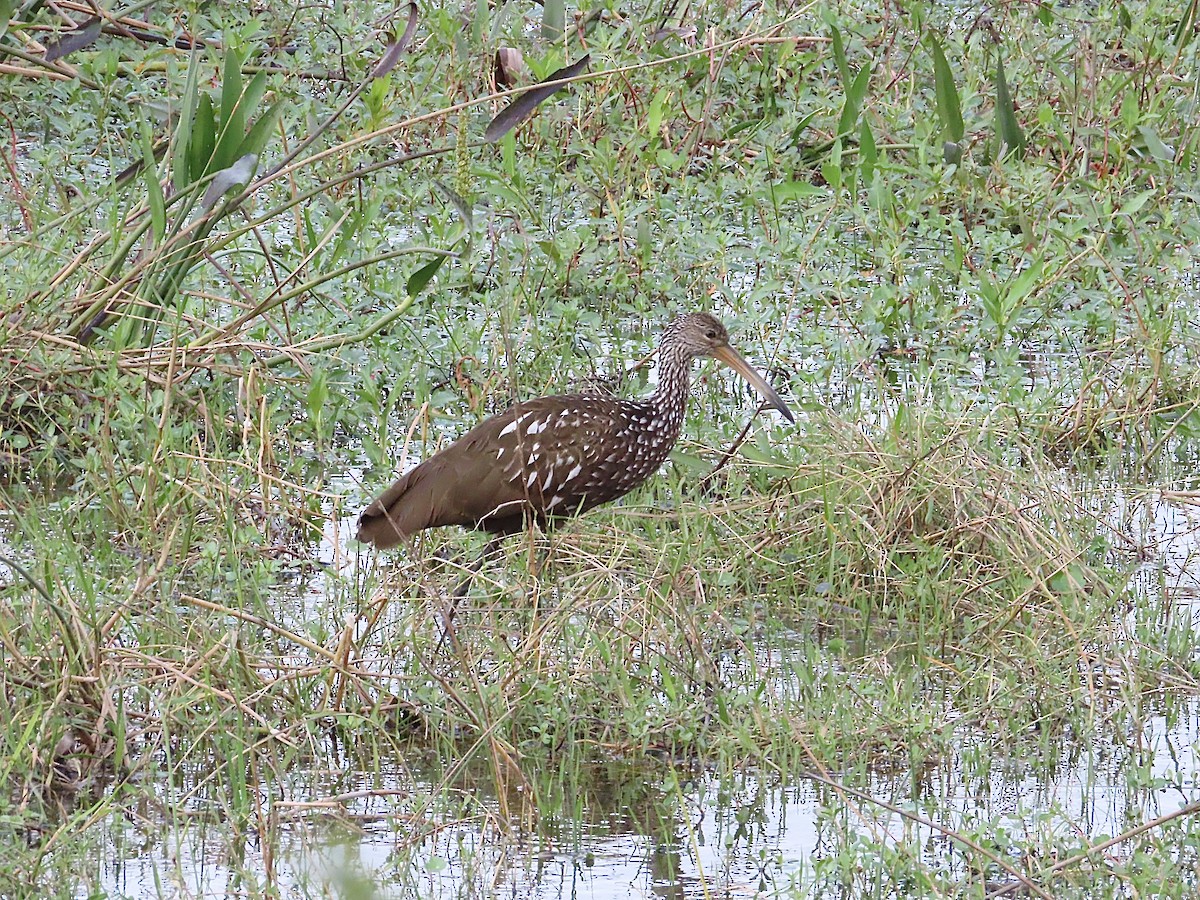 Courlan brun - ML647636674