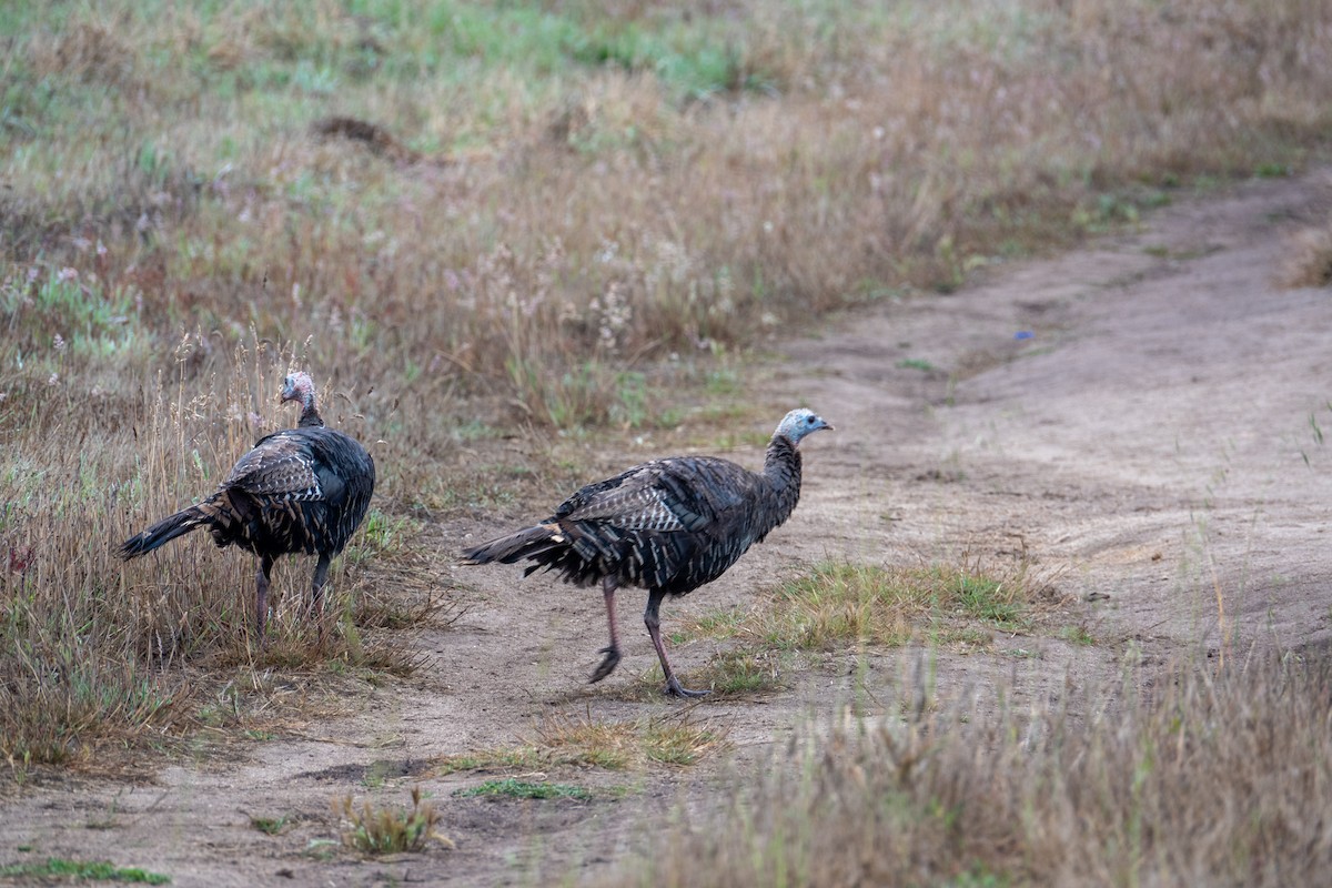 Dindon sauvage - ML647636675