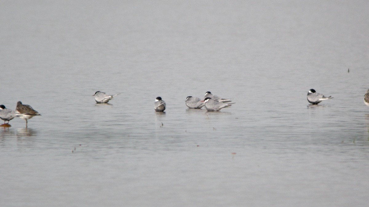 Guifette moustac - ML647636676