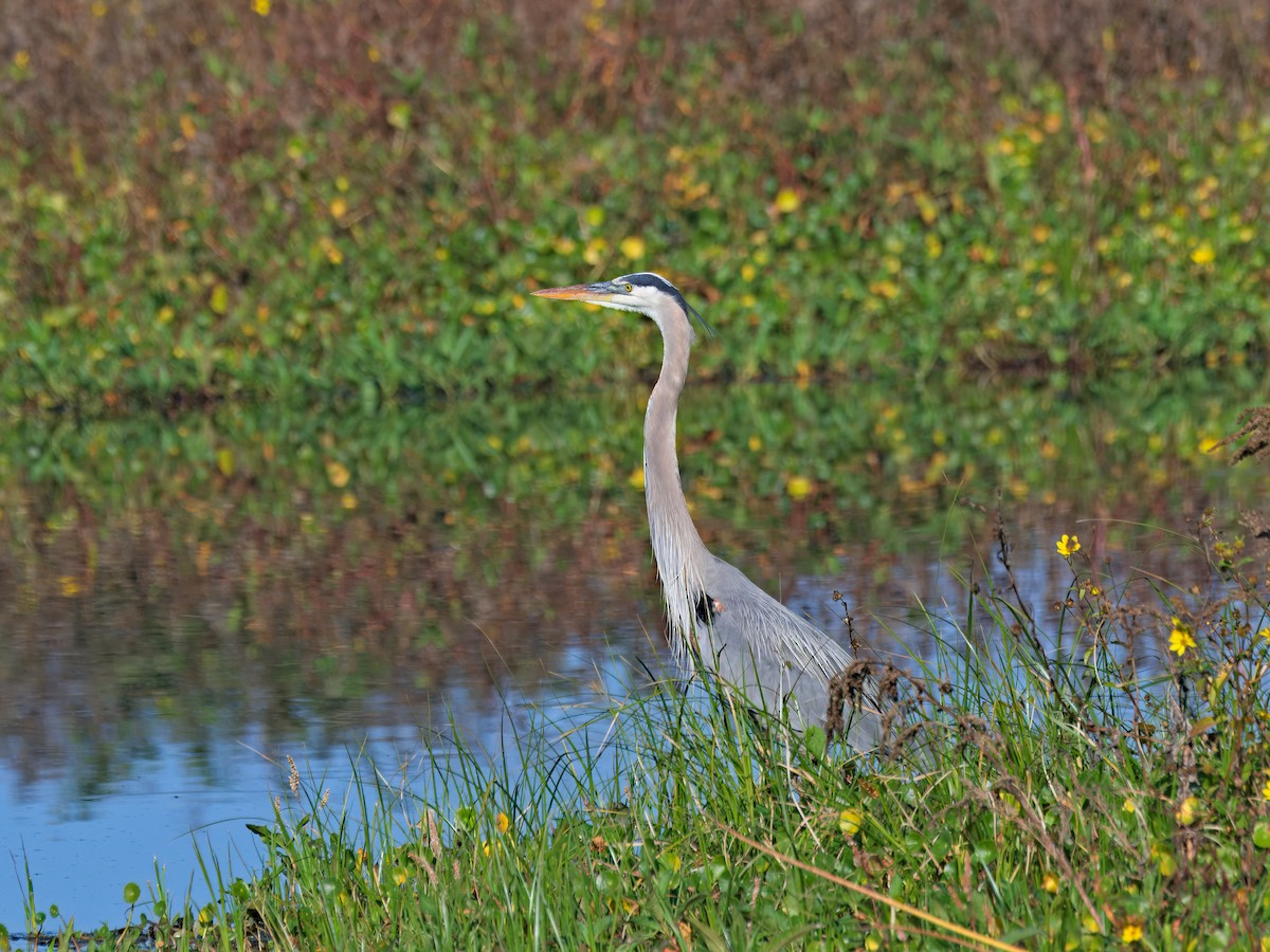 Grand Héron - ML647636677