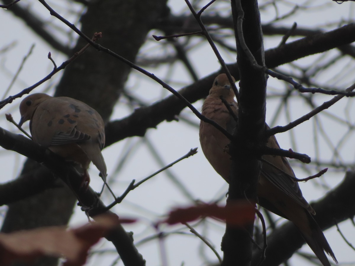 Tourterelle triste - ML647636688