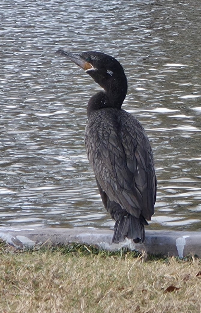 Cormoran vigua - ML647636689