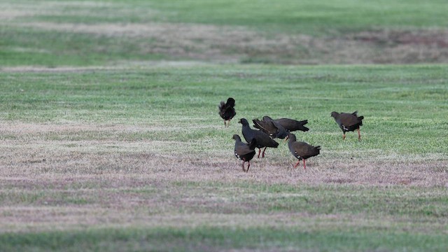 Black-tailed Nativehen - ML647636696