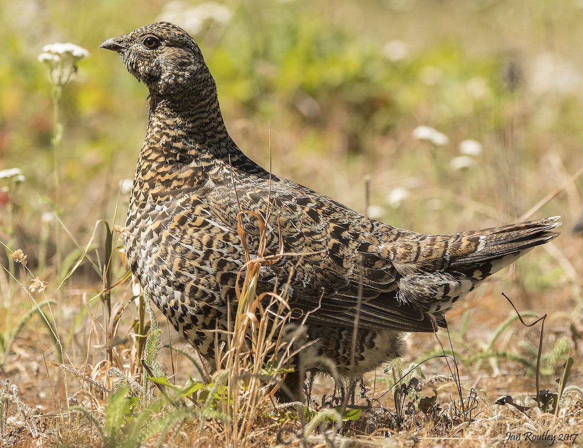 Spruce Grouse - ML64763671