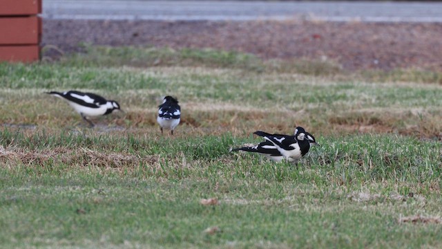 Magpie-lark - ML647636720