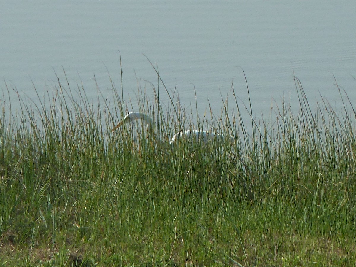 Koartza zuria - ML647636730