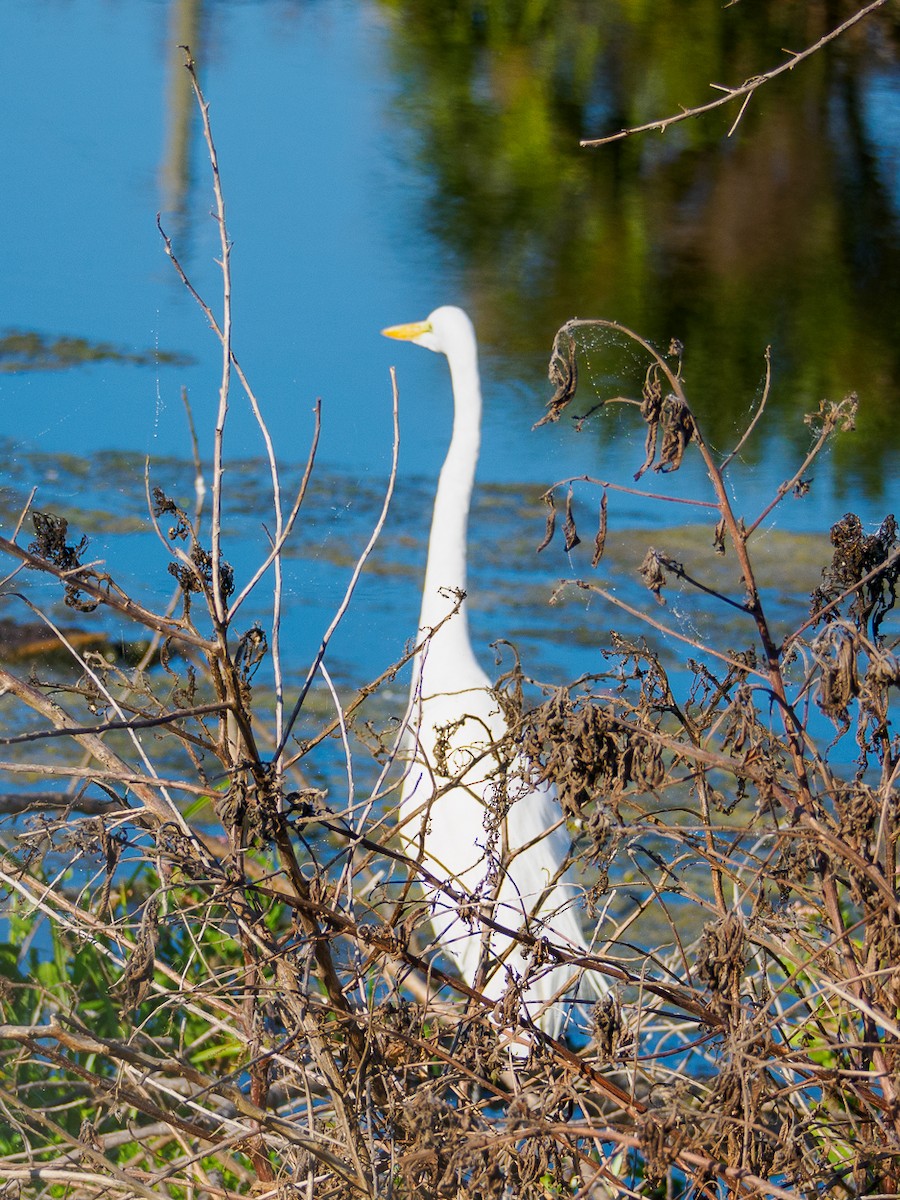 Koartza zuria - ML647636749