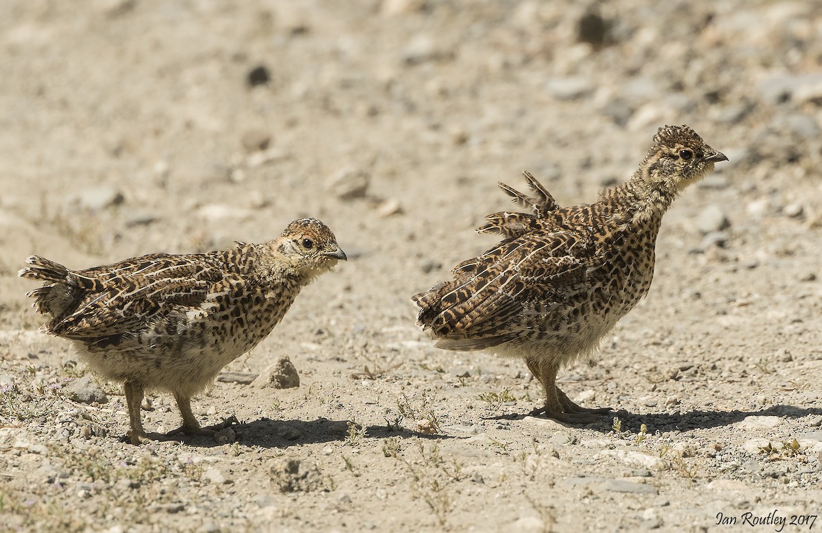 Spruce Grouse - ML64763681