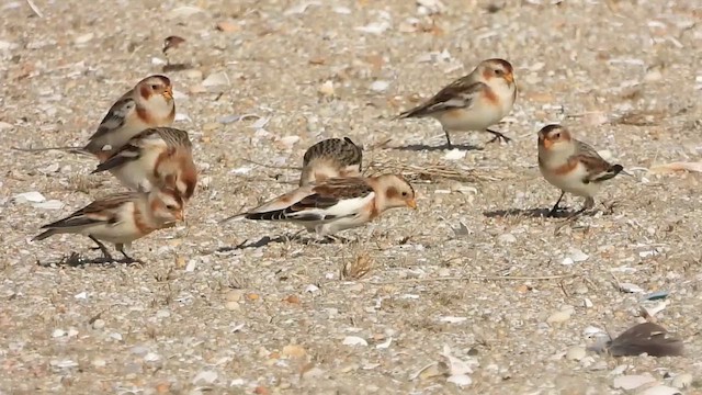 ユキホオジロ - ML647636832