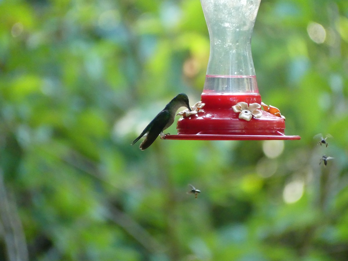 Golden-tailed Sapphire - ML647636840