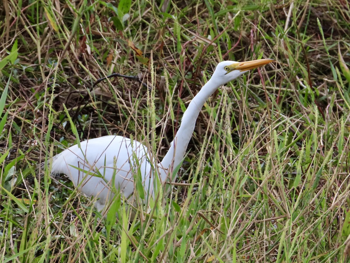 Koartza zuria - ML647636878