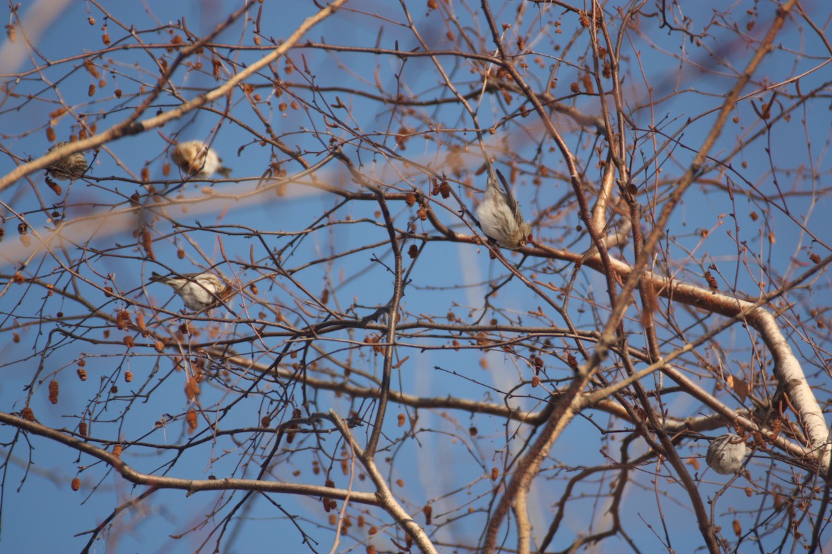 Redpoll - ML647636889